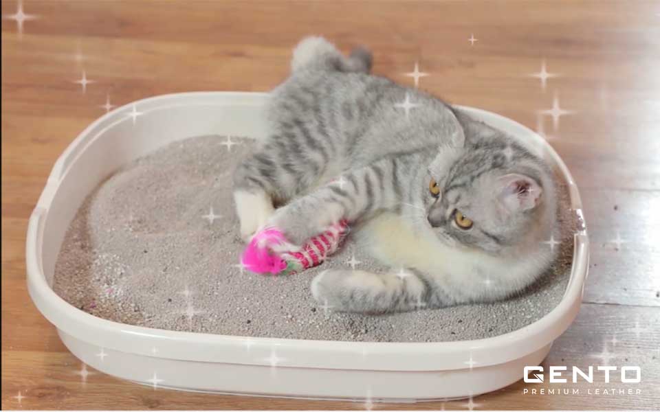 Dùng cát vệ sinh cho mèo khử mùi giày Dùng cát vệ sinh cho mèo khử mùi giày